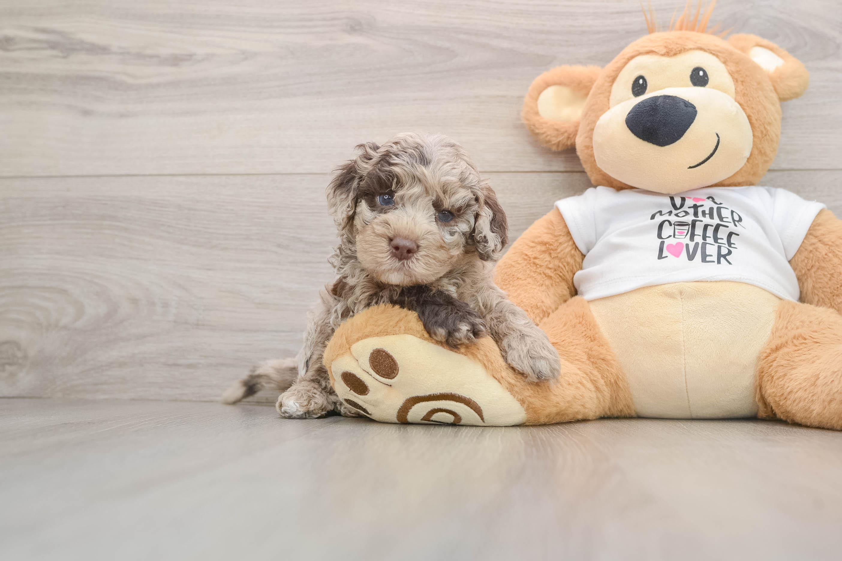 Cockapoo Puppy for Adoption