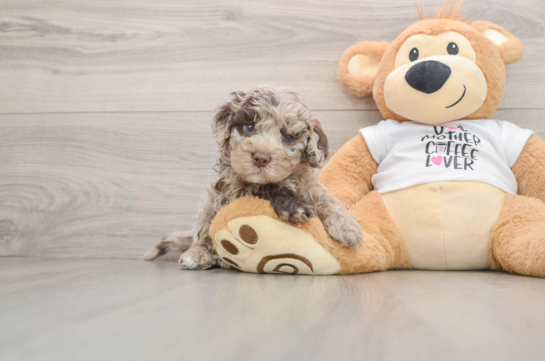 KASH, a Cockapoo littermate