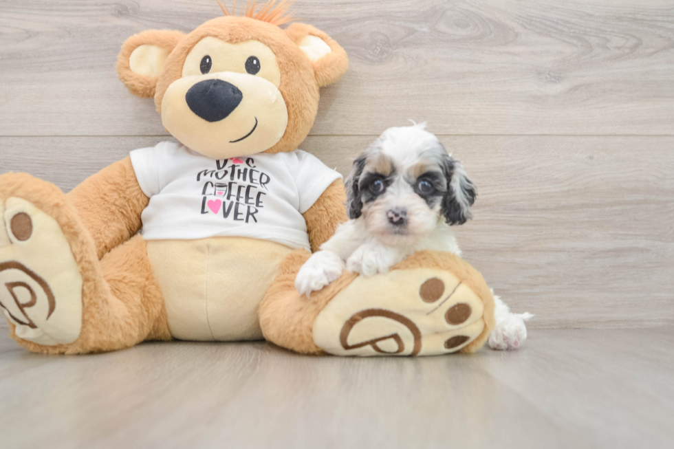 Happy Cockapoo Baby