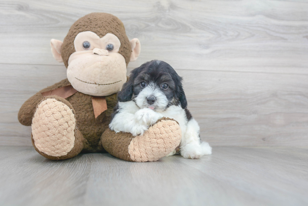 Cockapoo Pup Being Cute