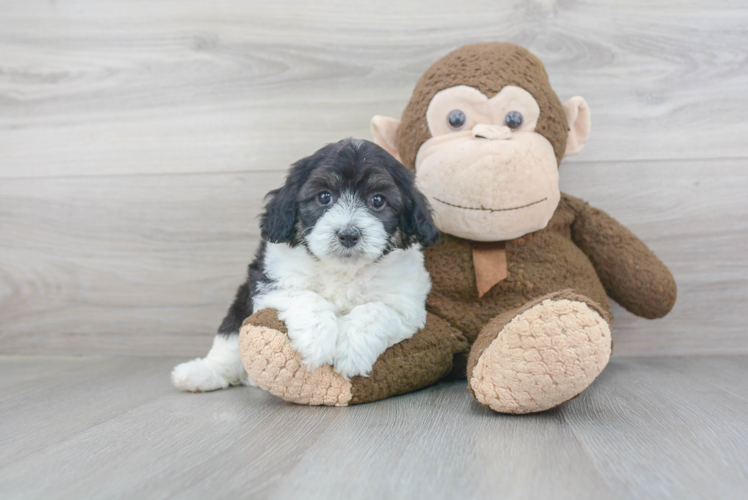 Popular Cockapoo Poodle Mix Pup