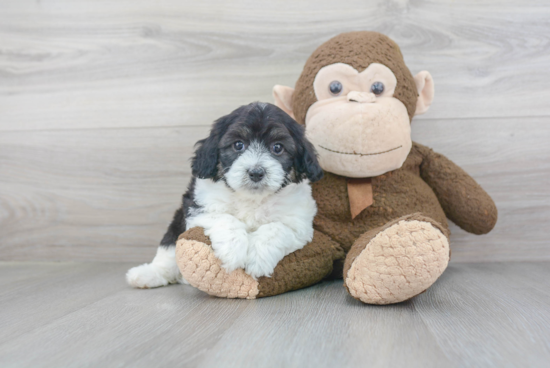 Popular Cockapoo Poodle Mix Pup