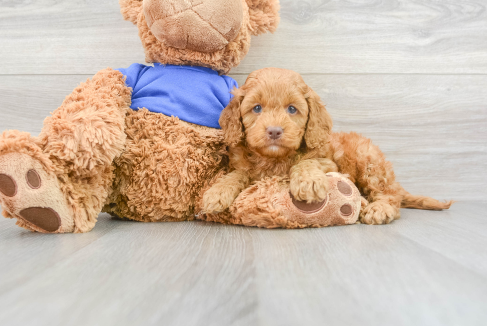 Adorable Cockerpoo Poodle Mix Puppy