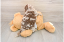 Cockapoo Puppy for Adoption