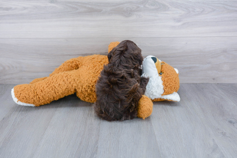 Hypoallergenic Cockerpoo Poodle Mix Puppy