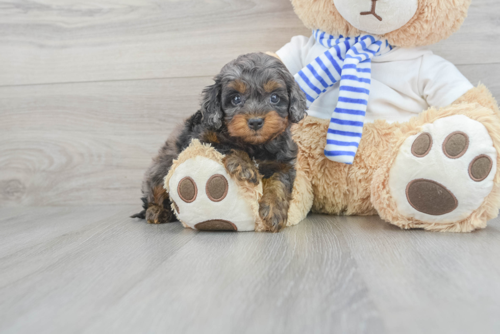 Cockapoo Pup Being Cute