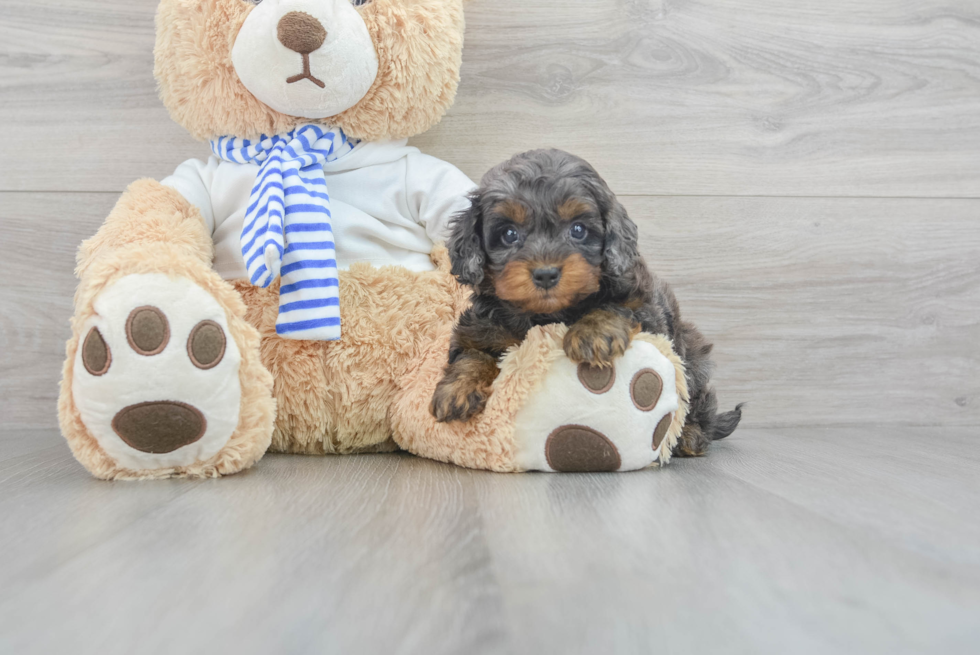 Cockapoo Pup Being Cute