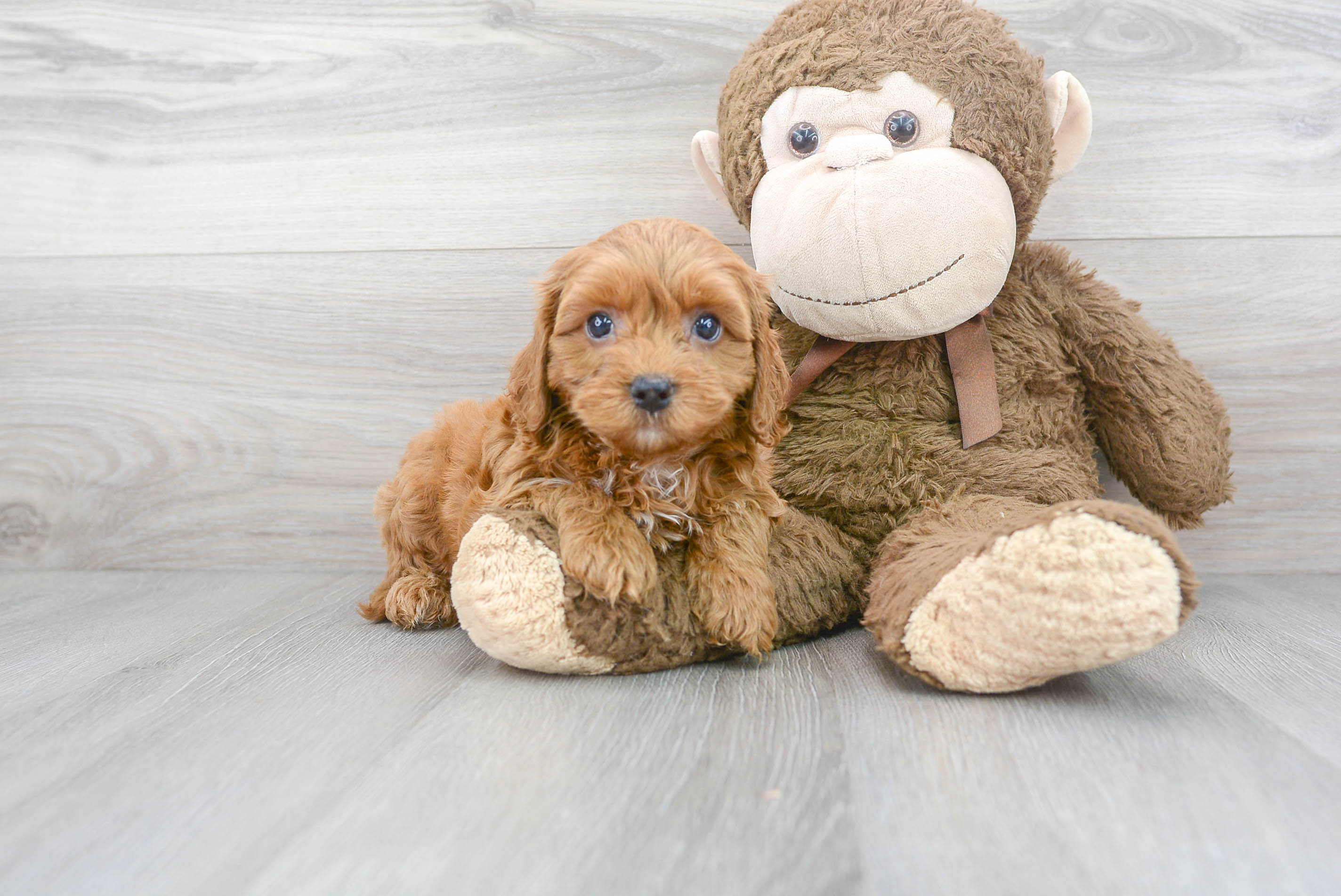 Fluffy Cockapoo Poodle Mix Pup