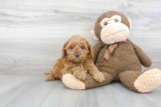 Smart Cockapoo Poodle Mix Pup