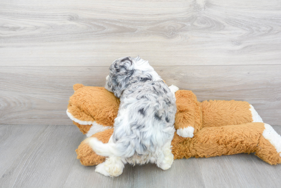 Little Cockerpoo Poodle Mix Puppy