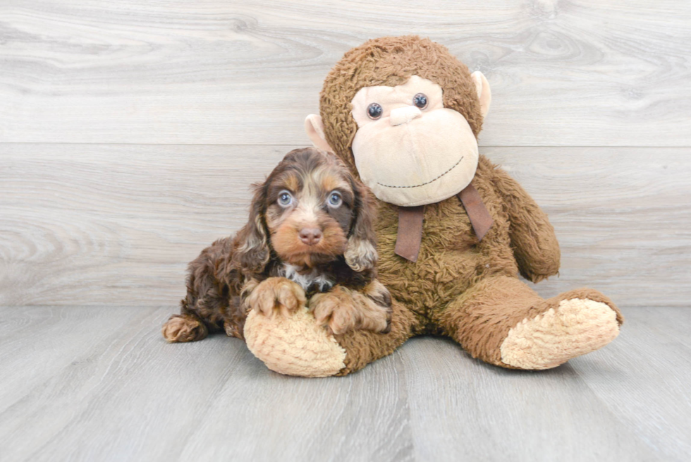 Happy Cockapoo Baby