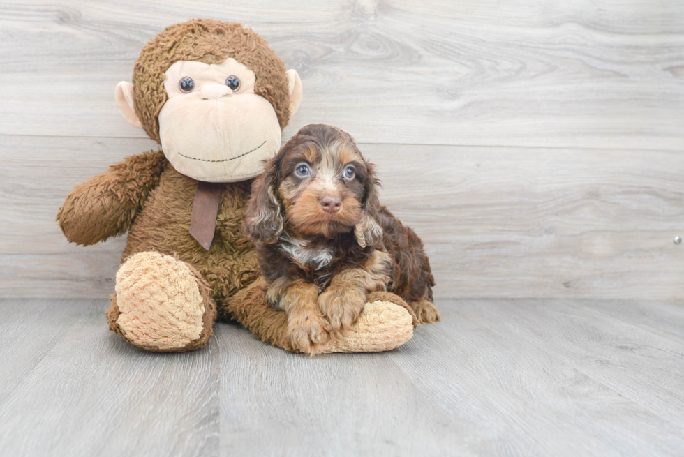 Best Cockapoo Baby
