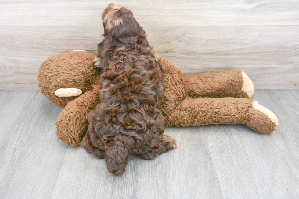 Cockapoo Puppy for Adoption