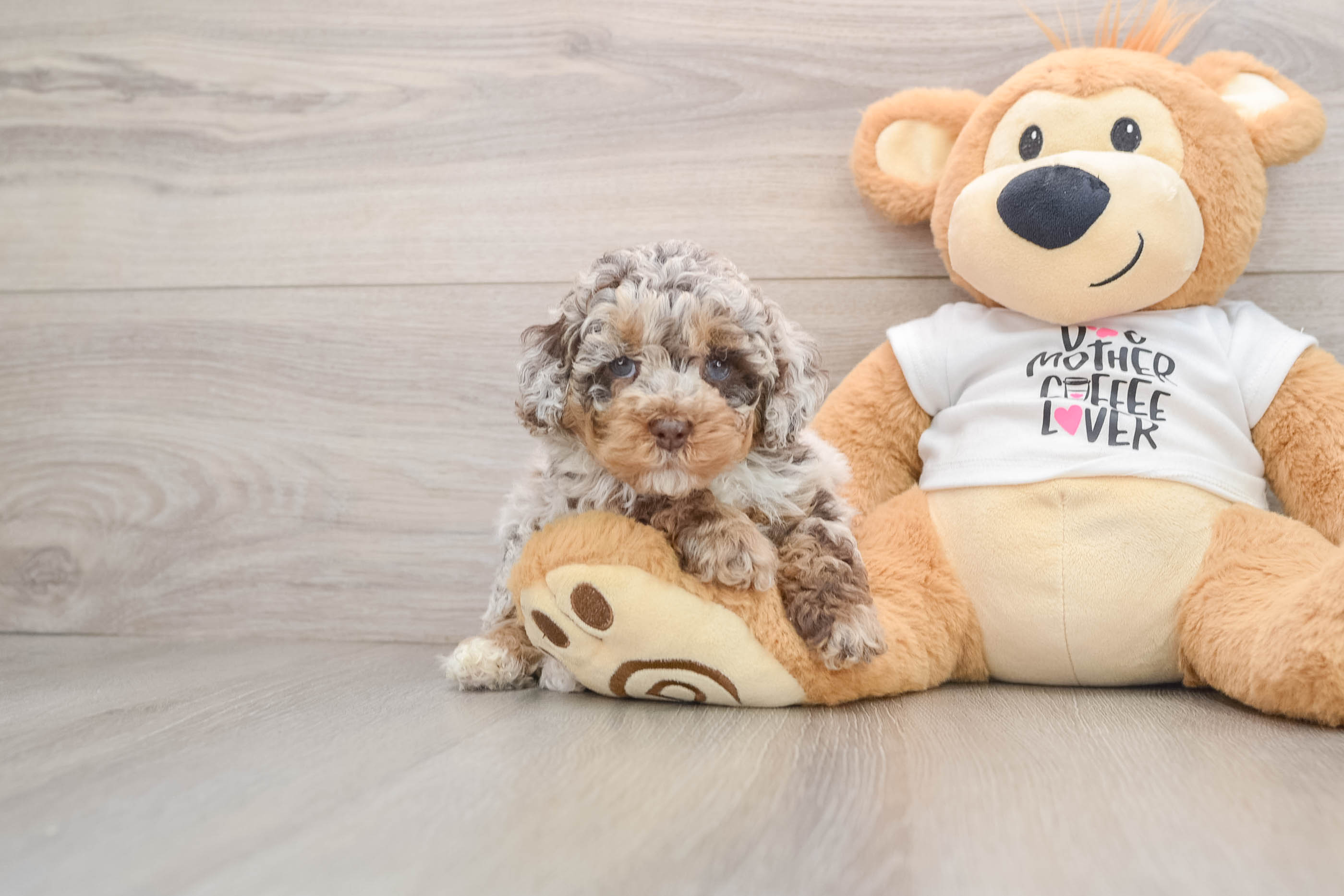 Best Cockapoo Baby