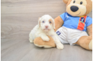 Cockapoo Pup Being Cute