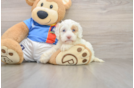 Best Cockapoo Baby