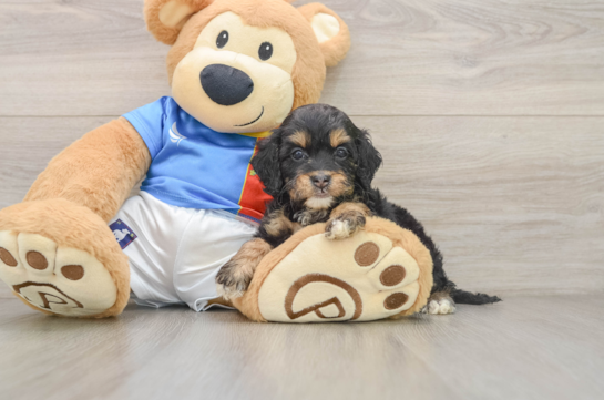 PATANGA, a Cockapoo littermate