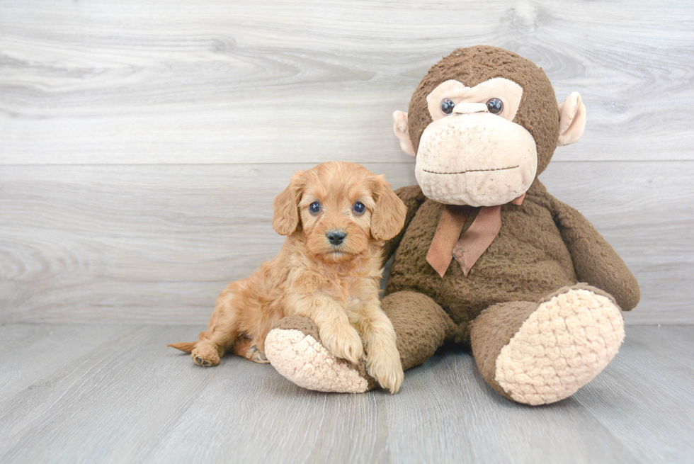 Cockapoo Puppy for Adoption
