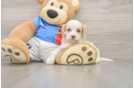 Fluffy Cockapoo Poodle Mix Pup