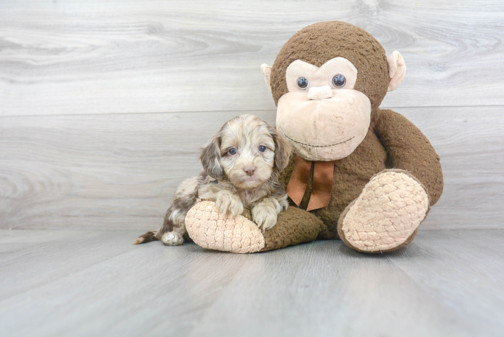 Cockapoo Pup Being Cute