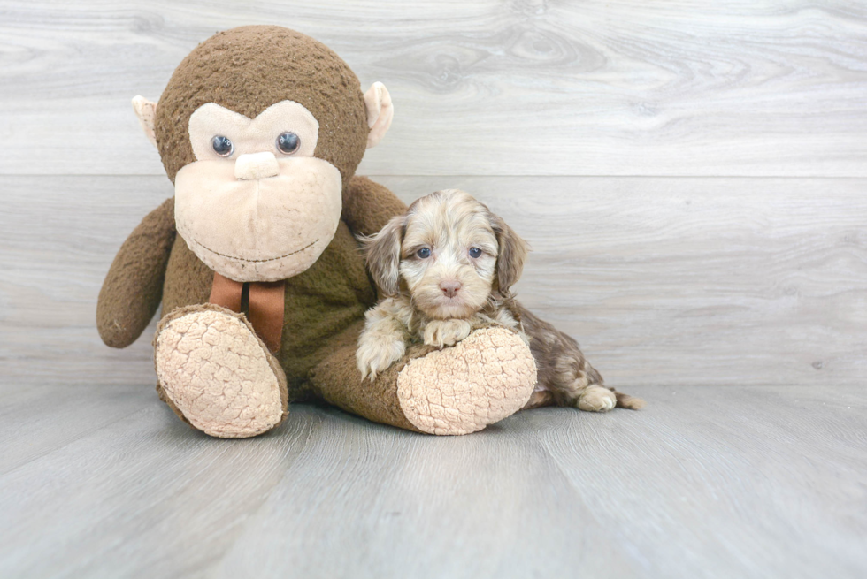 Cockapoo Puppy for Adoption