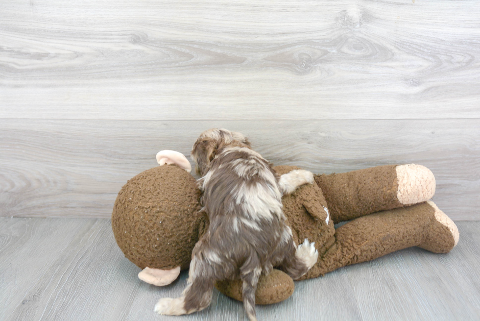 Popular Cockapoo Poodle Mix Pup