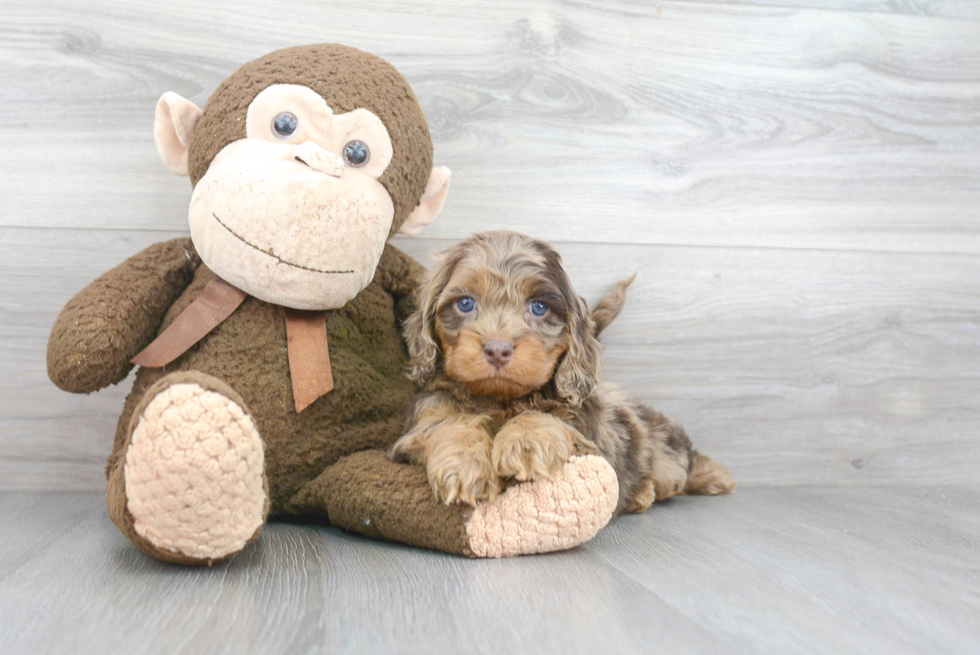 Cockapoo Pup Being Cute