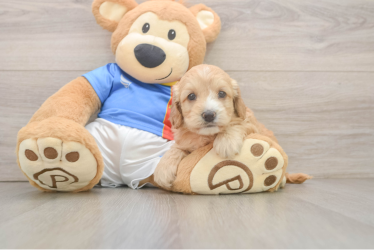 Cockapoo Puppy for Adoption