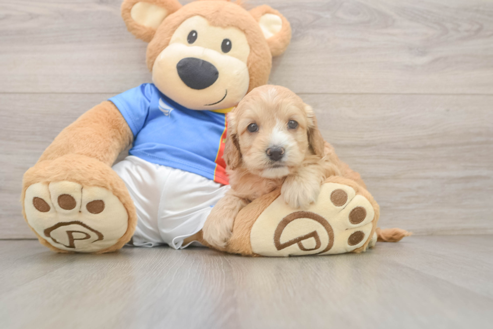 Cockapoo Puppy for Adoption