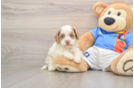 Cockapoo Pup Being Cute