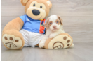 Happy Cockapoo Baby