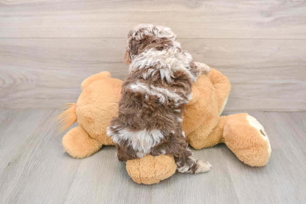 Hypoallergenic Cocker Doodle Poodle Mix Puppy