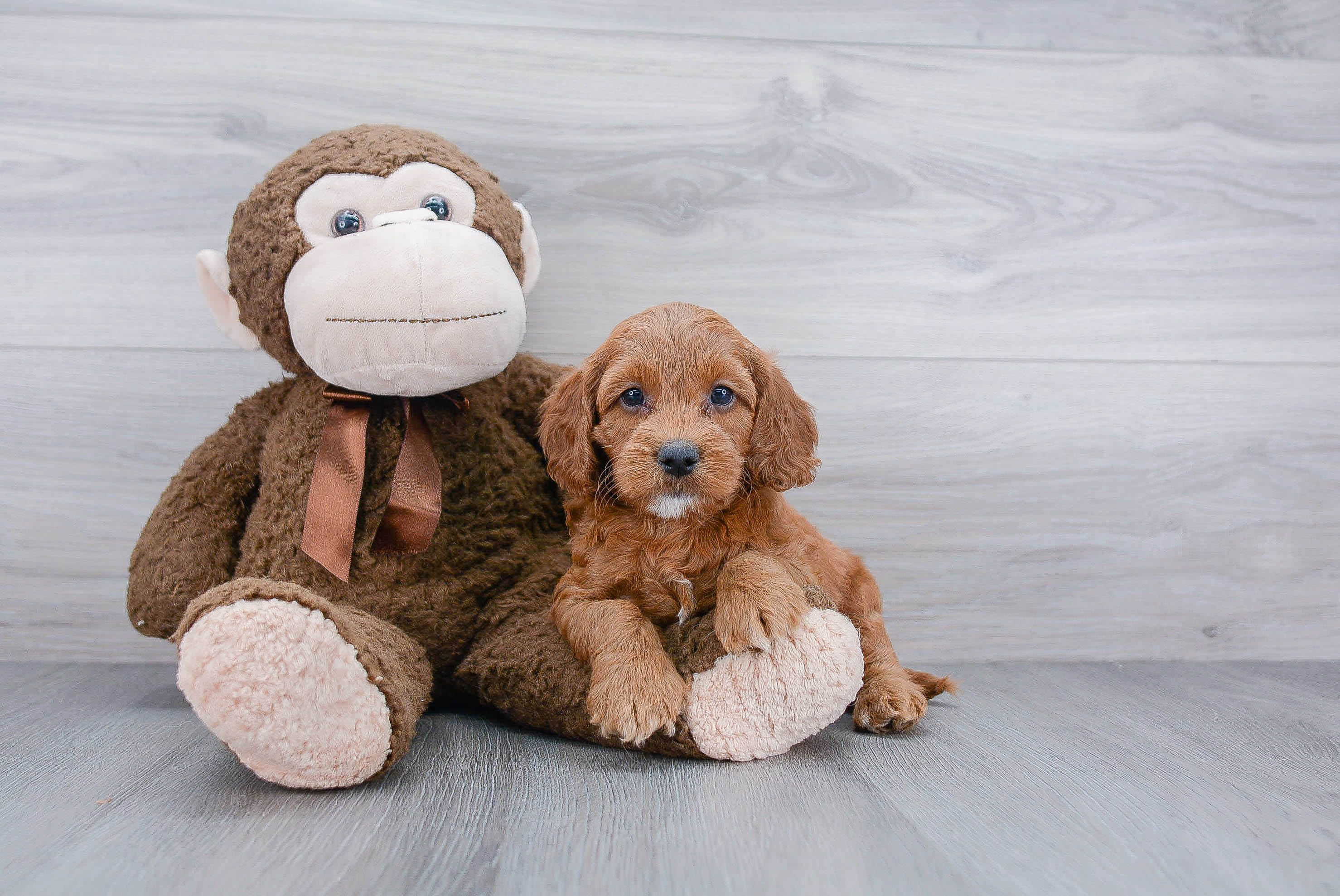 Petite Cockapoo Poodle Mix Pup