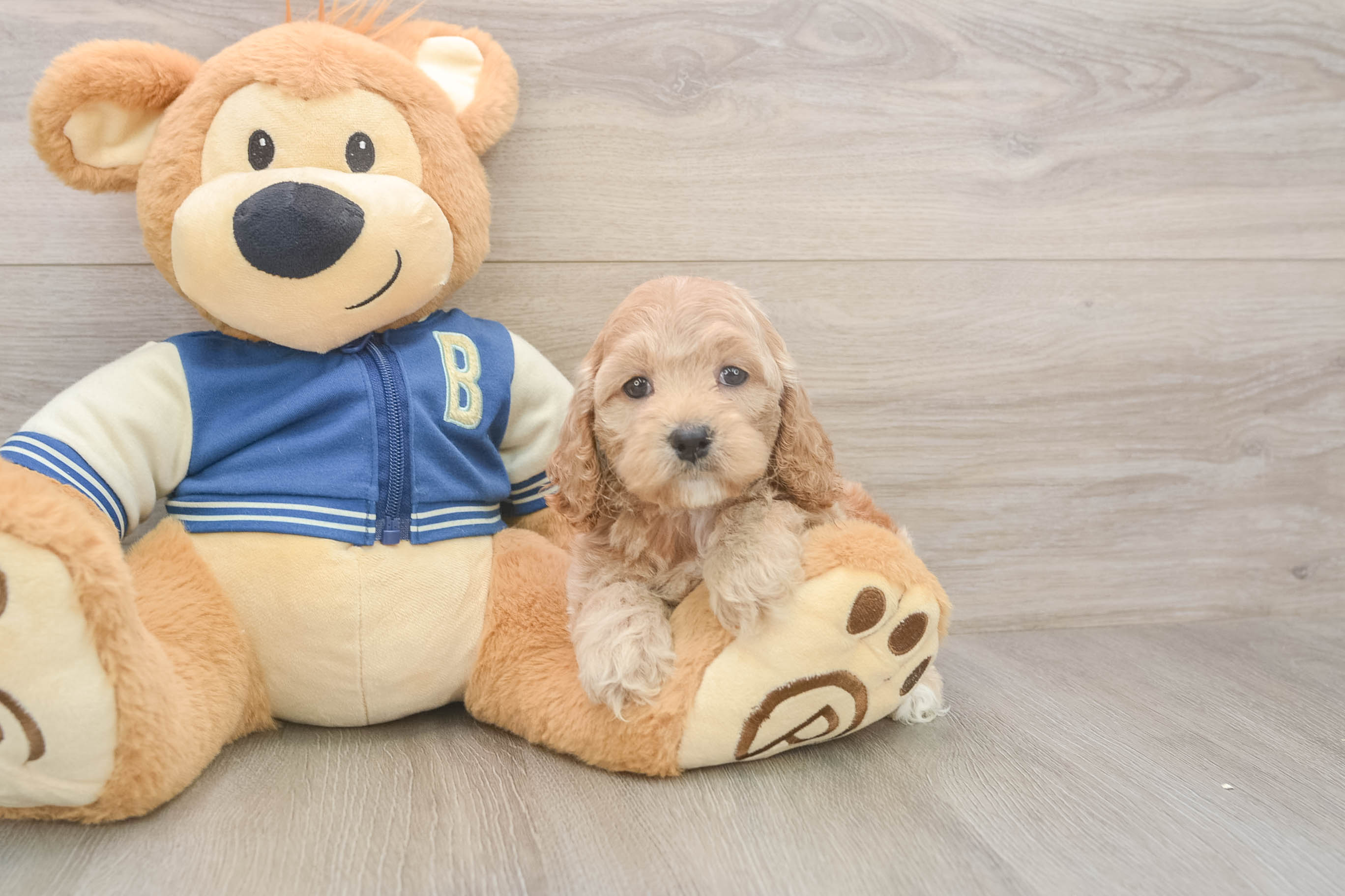 Cockapoo Pup Being Cute