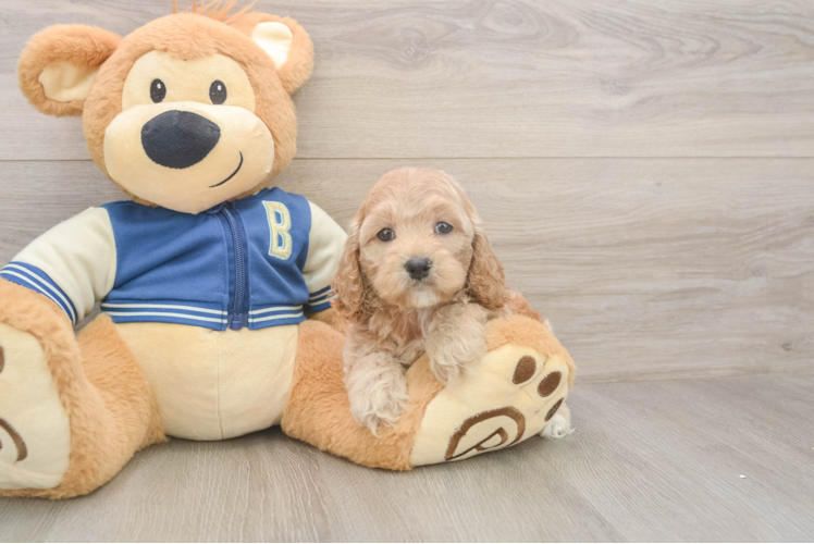 Cockapoo Pup Being Cute