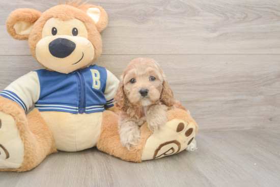 Cockapoo Pup Being Cute