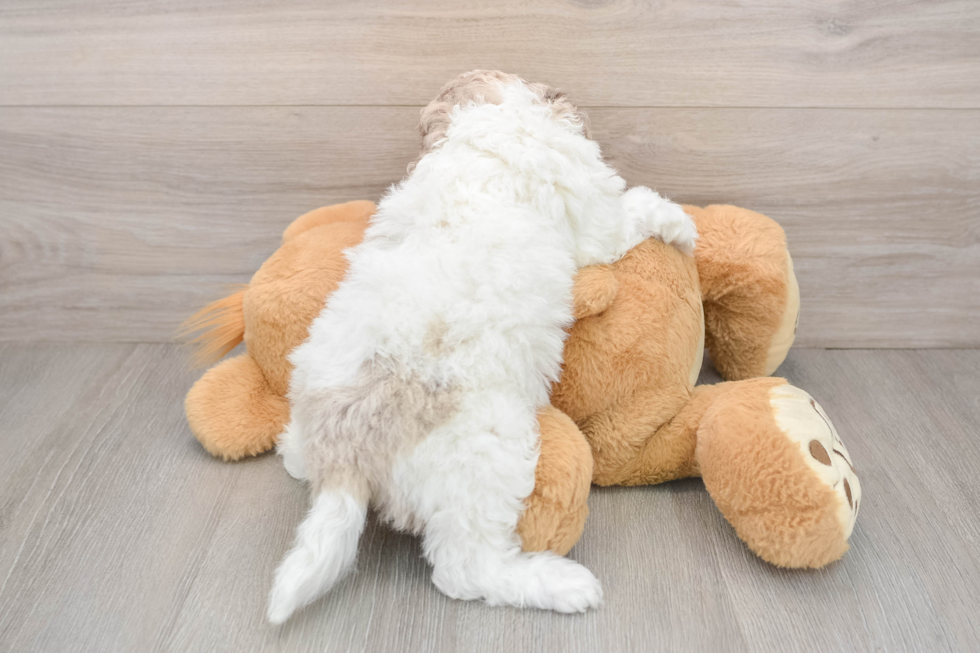 Energetic Cocker Doodle Poodle Mix Puppy