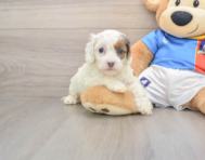 7 week old Cockapoo Puppy For Sale - Premier Pups