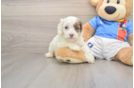Cockapoo Pup Being Cute