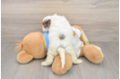 Cockapoo Puppy for Adoption
