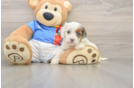 Cockapoo Pup Being Cute