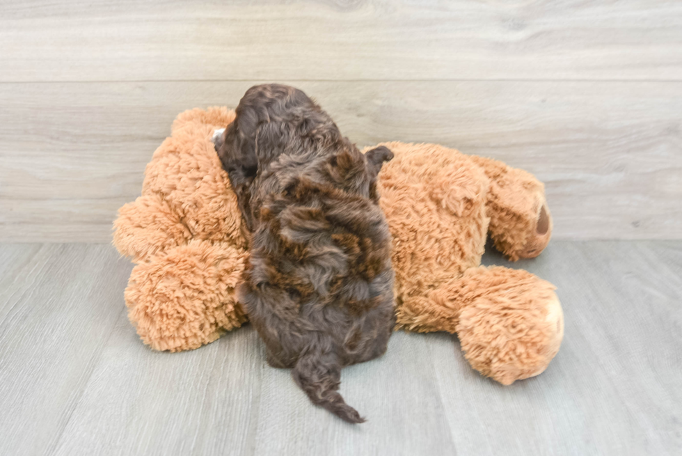 Playful Cockerpoo Poodle Mix Puppy