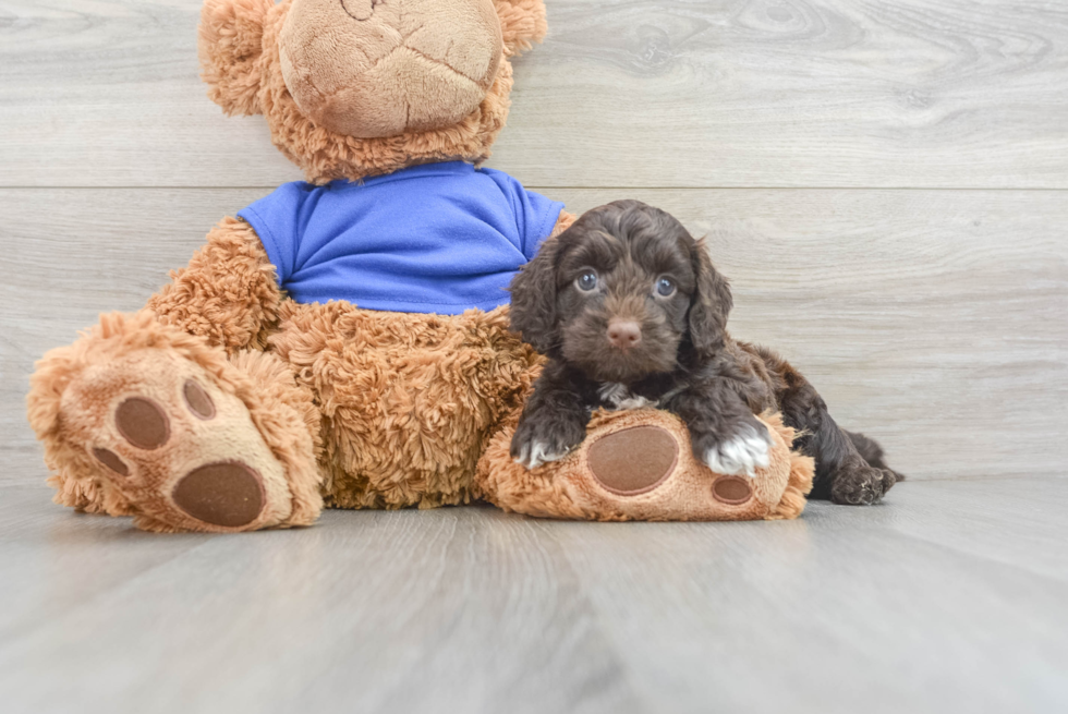 Cockapoo Pup Being Cute