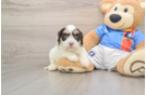 Best Cockapoo Baby