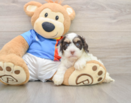 7 week old Cockapoo Puppy For Sale - Premier Pups
