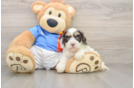 Cockapoo Pup Being Cute