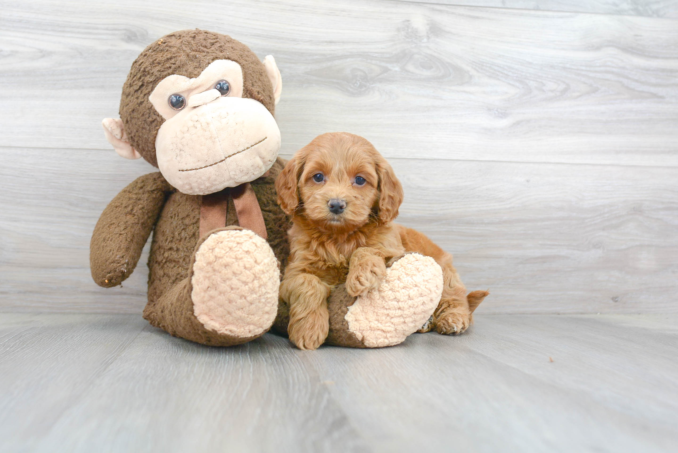 Best Cockapoo Baby