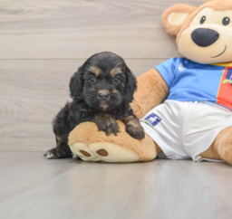 8 week old Cockapoo Puppy For Sale - Premier Pups