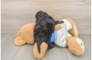 Cockapoo Puppy for Adoption