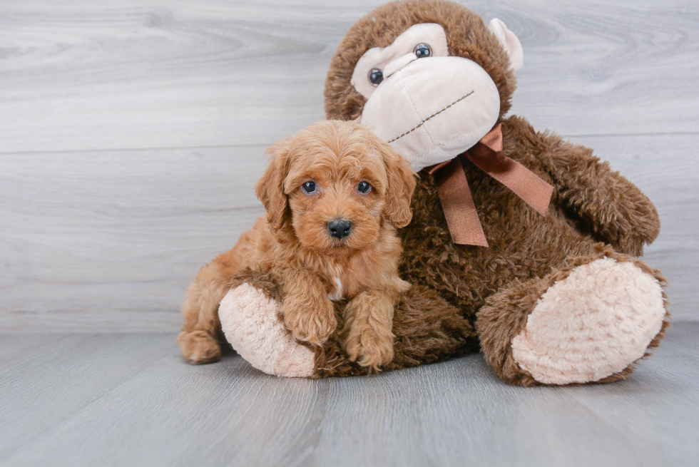 Energetic Cockerpoo Poodle Mix Puppy